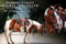 Horse ad