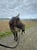 Horse ad