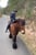 Horse ad