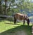 Annuncio cavallo