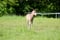 Annonce cheval