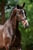 Annuncio cavallo