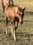 Anuncio de caballos