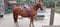 Horse ad