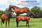Horse ad