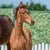 Horse ad