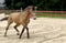 Annuncio cavallo