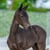Horse ad
