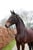 Horse ad
