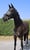 Horse ad