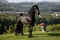 Annuncio cavallo