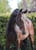 Annuncio cavallo