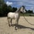 Annonce cheval