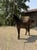 Horse ad