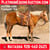 Horse ad