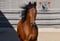 Horse ad
