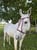 Annuncio cavallo