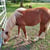 Horse ad
