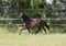 Horse ad