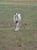 Horse ad