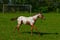 Horse ad