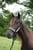 Horse ad