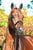 Horse ad