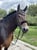 Horse ad