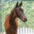 Annuncio cavallo