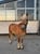 Horse ad