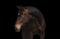 Annuncio cavallo