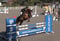 Annuncio cavallo