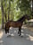 Horse ad