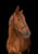 Annuncio cavallo