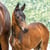 Annuncio cavallo