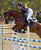 Horse ad