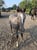 Horse ad