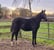 Horse ad