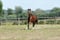 Annonce cheval