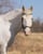 Horse ad