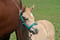 Horse ad
