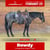 Horse ad