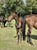 Annuncio cavallo