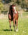 Annuncio cavallo