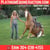 Horse ad