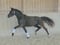 Horse ad