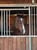 Horse ad