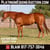 Horse ad