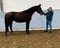Horse ad