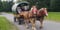 Annonce cheval